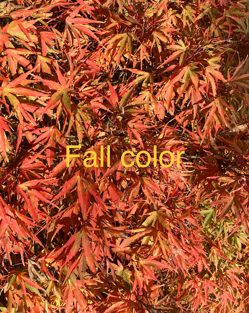 Acer palmatum 'Yuri Hime'