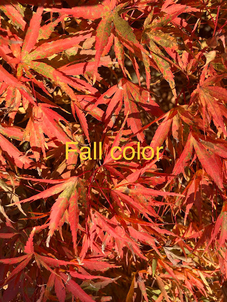 Acer palmatum 'Yuri Hime'