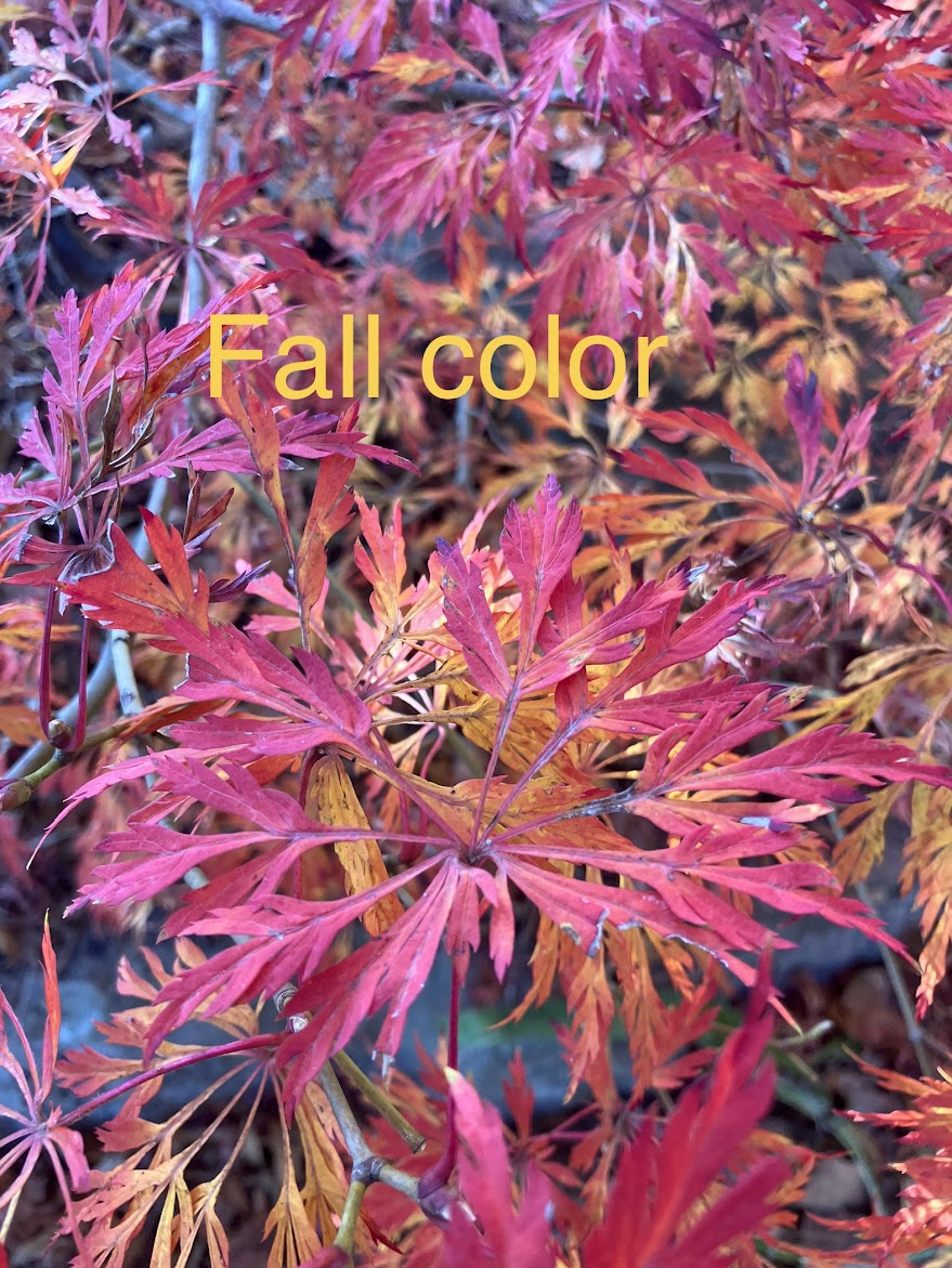 Acer japonicum 'Green Cascade'