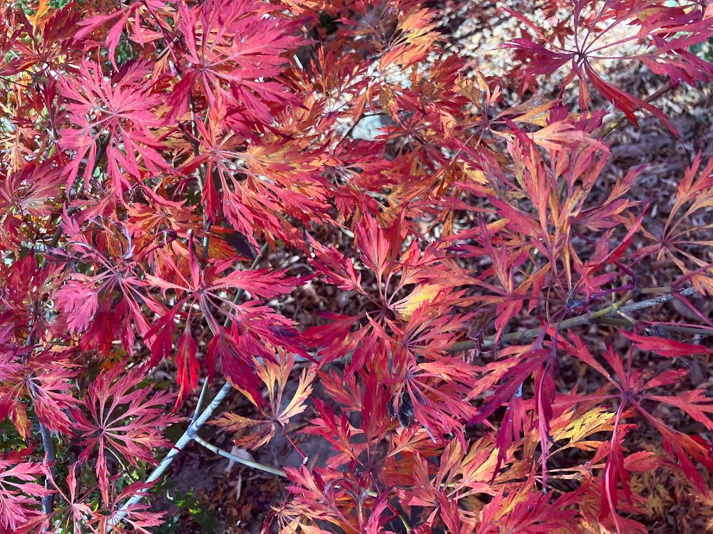 Acer japonicum 'Green Cascade'