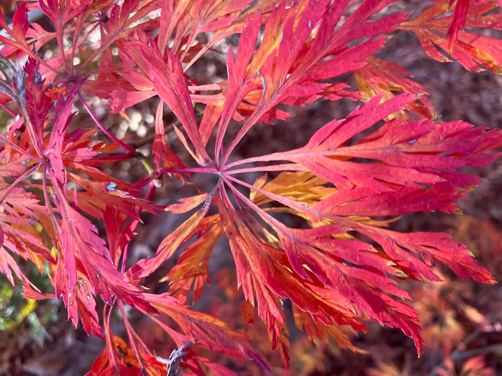 Acer japonicum 'Green Cascade'