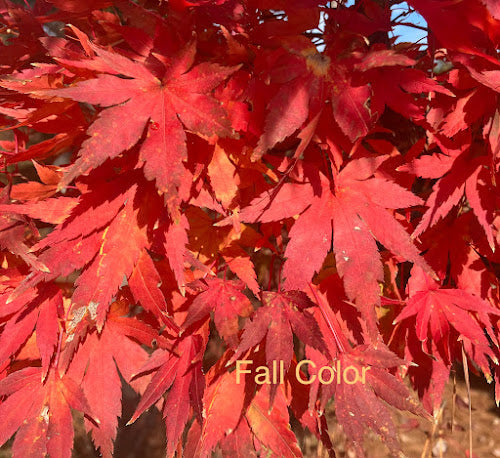 Acer palmatum 'Abigail Rose' Dwarf Variegated Japanese Maple