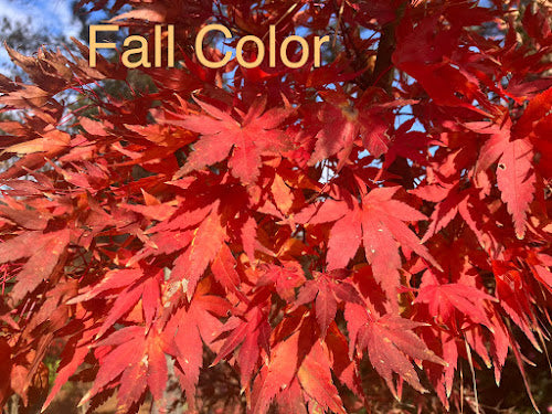 Acer palmatum 'Abigail Rose' Dwarf Variegated Japanese Maple