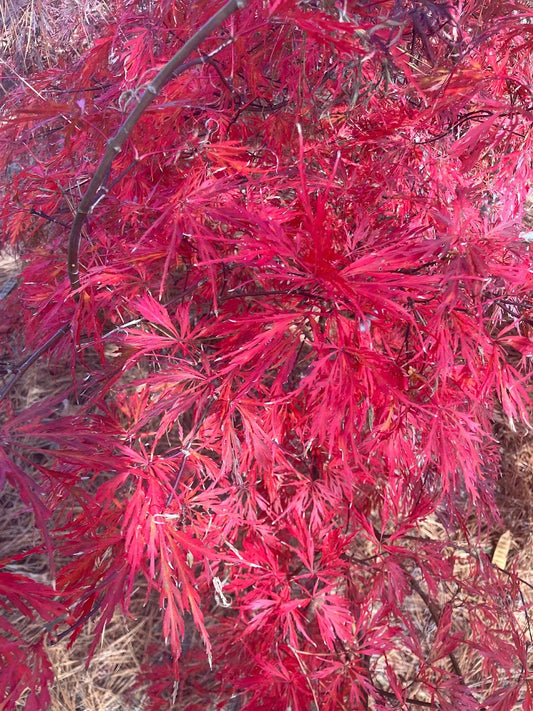 Acer palmatum 'Germaine's Gyration'