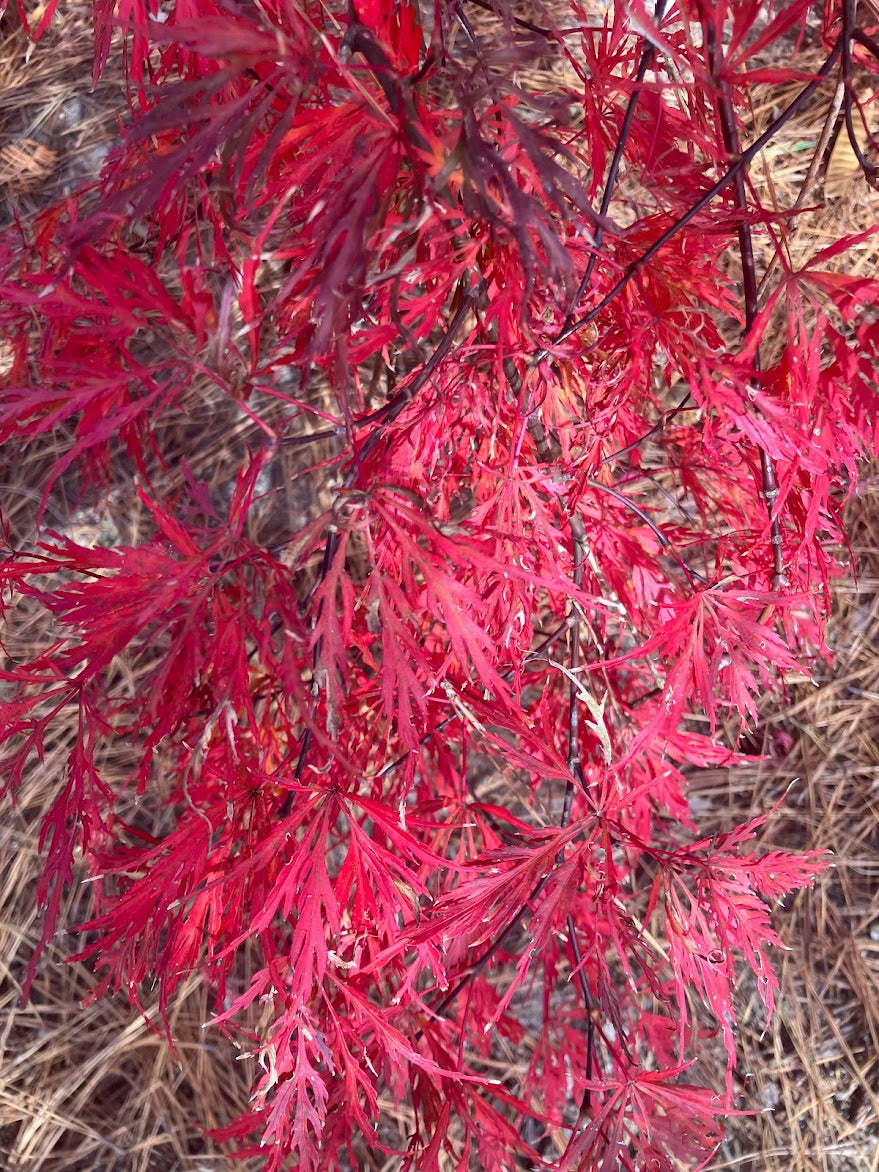 Acer palmatum 'Germaine's Gyration'