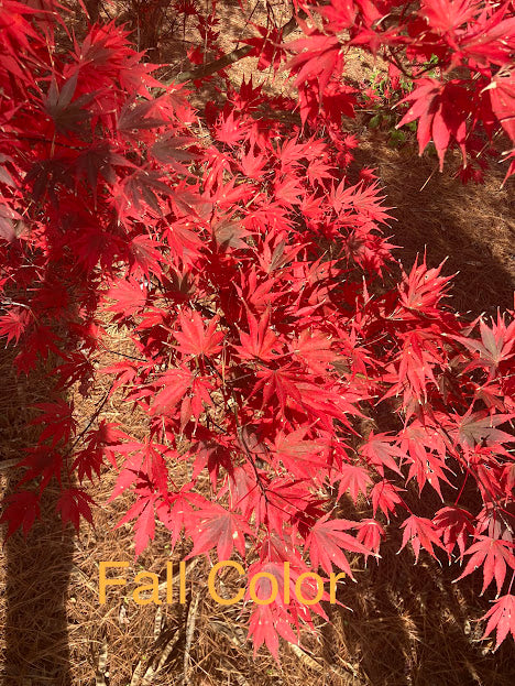 Acer palmatum 'Kinran' Japanese Maple