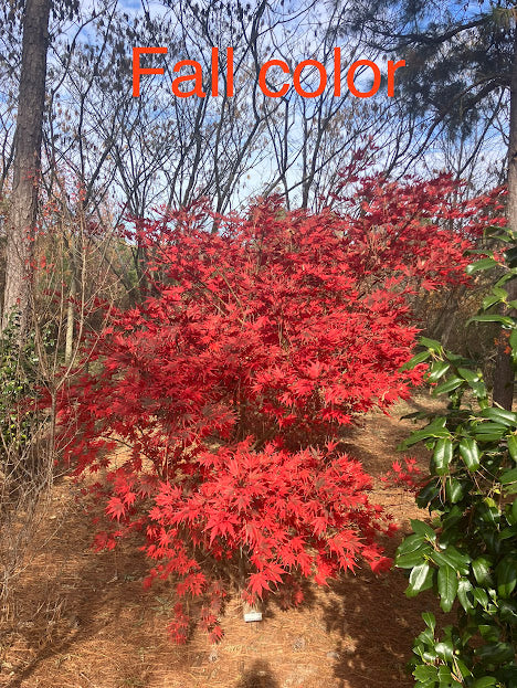 Acer palmatum 'Kinran' Japanese Maple