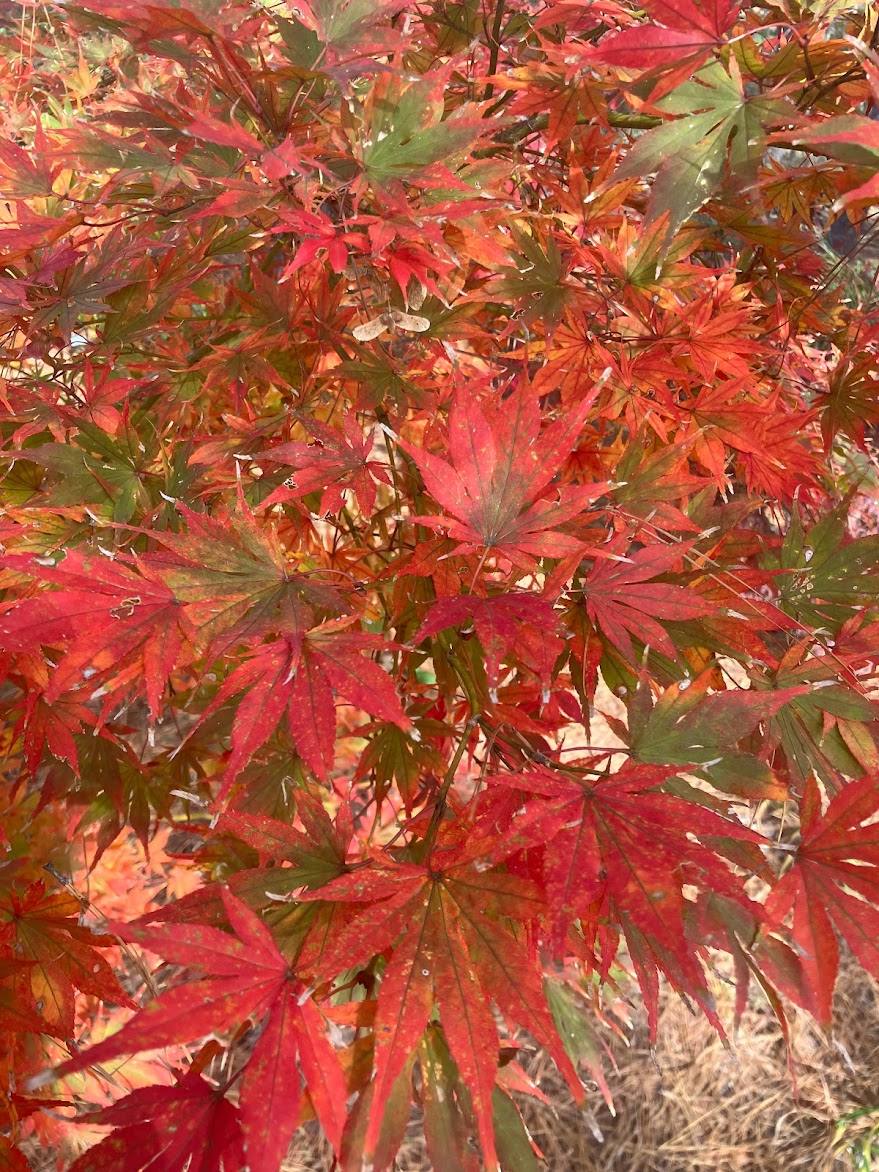 Acer palmatum 'Will's Devine'