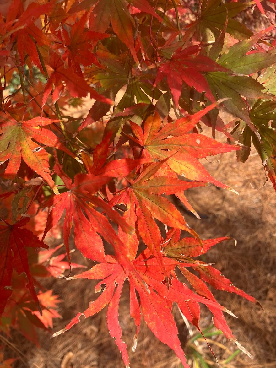 Acer palmatum 'Will's Devine'
