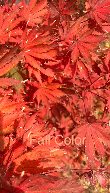 Acer palmatum 'Ariadne' Rare Japanese Maple Tree