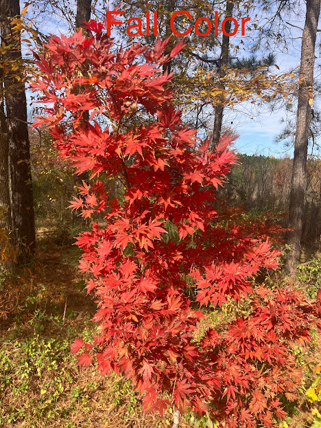 Acer palmatum 'Ariadne' Rare Japanese Maple Tree