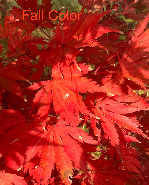 Acer palmatum 'Ariadne' Rare Japanese Maple Tree