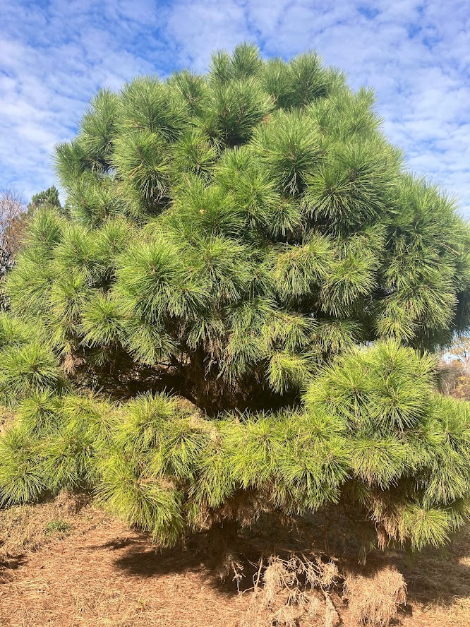 Pinus taeda "Garden Treasures Gems" EXCLUSIVE NEW RELEASE!  RARE!!!