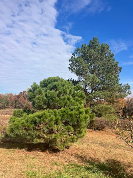 Pinus taeda "Garden Treasures Gems" EXCLUSIVE INTRODUCTION! RARE!!