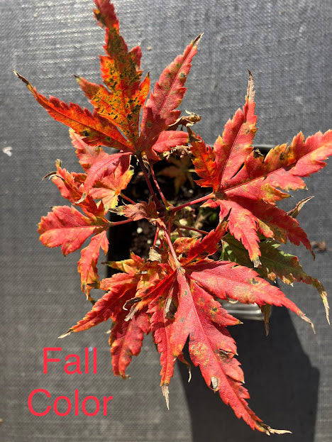 Acer palmatum 'Tattoo'