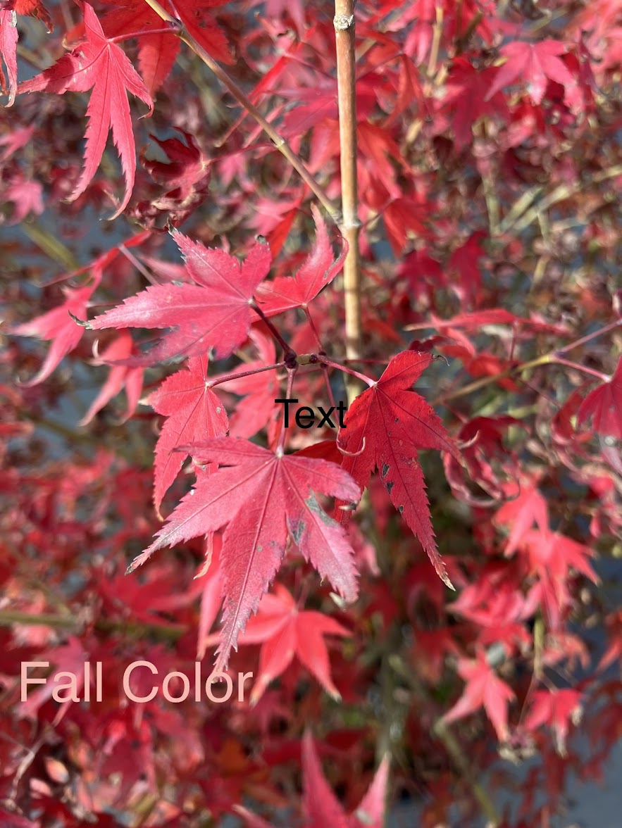 Acer palmatum 'Caperci Dwarf' Rare Caperci’s Dwarf Japanese Maple