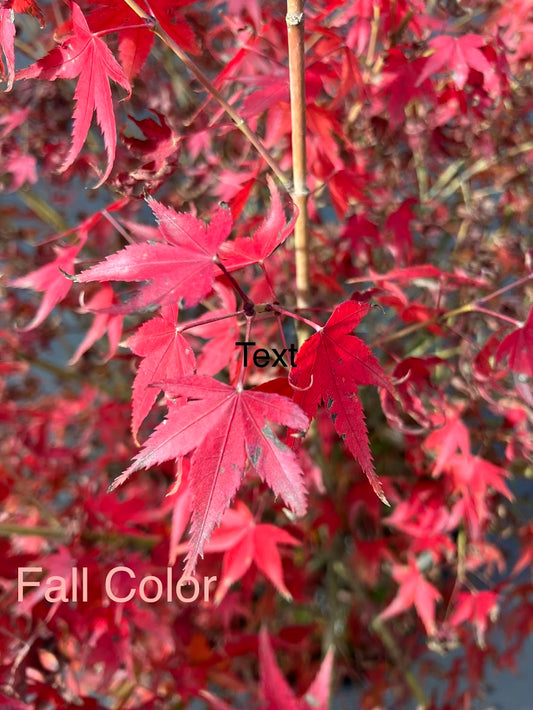 Acer palmatum 'Caperci Dwarf' Rare Japanese Maple