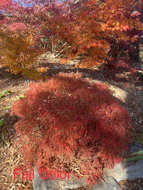 Acer palmatum 'Yuri Hime'