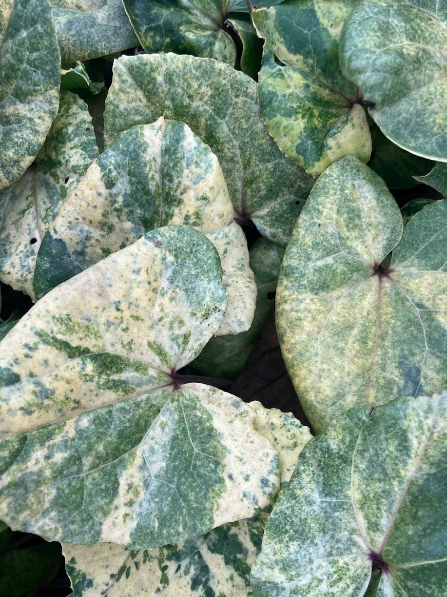 Asarum hirsutisepalum 'Kin Kon Kan' VERY RARE!!!