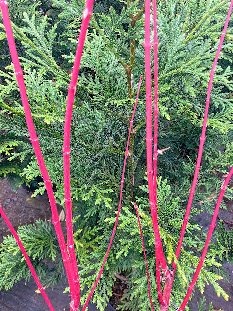 Acer palmatum 'Fjelheim' Dwarf Coral Bark Japanese Maple