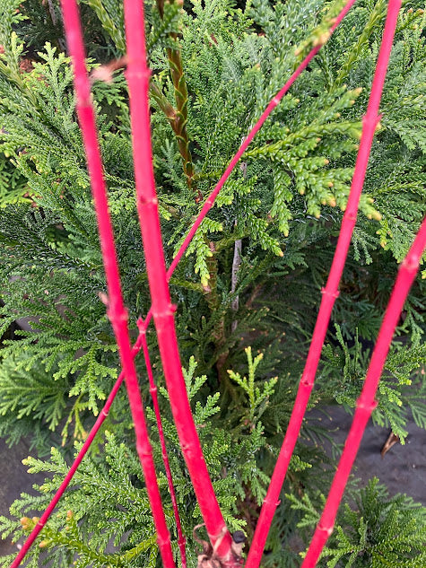 Acer palmatum 'Fjelheim' Dwarf Coral Bark Japanese Maple