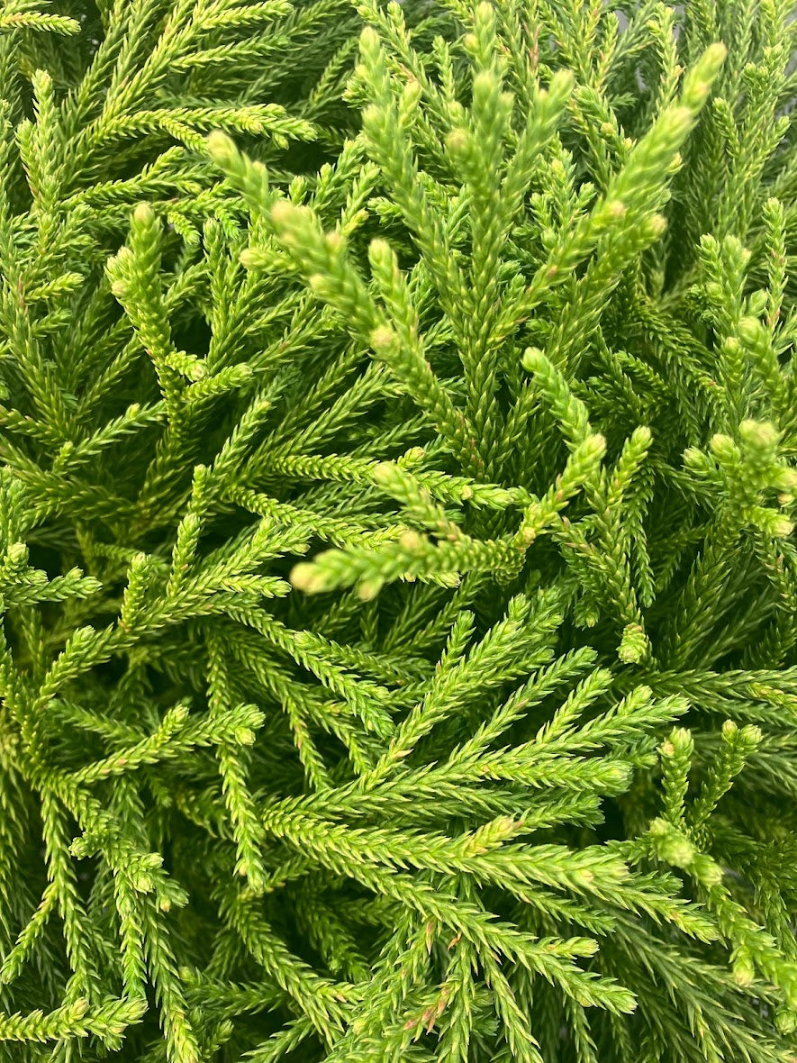 Cryptomeria japonica 'Little Jewel'