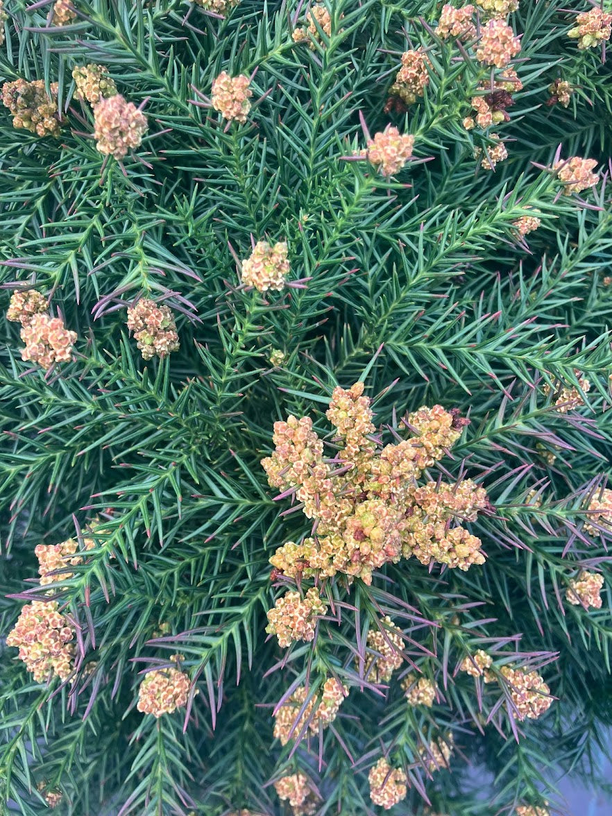 Cryptomeria japonica 'Elegans Nana'