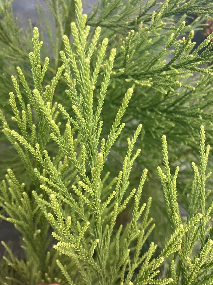 Cryptomeria japonica 'Gracillis'