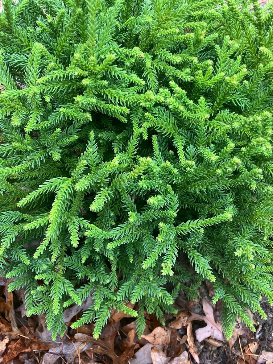Cryptomeria japonica 'Hirano'