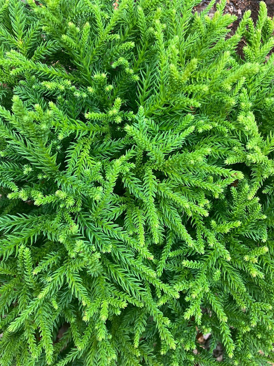 Cryptomeria japonica 'Hirano'