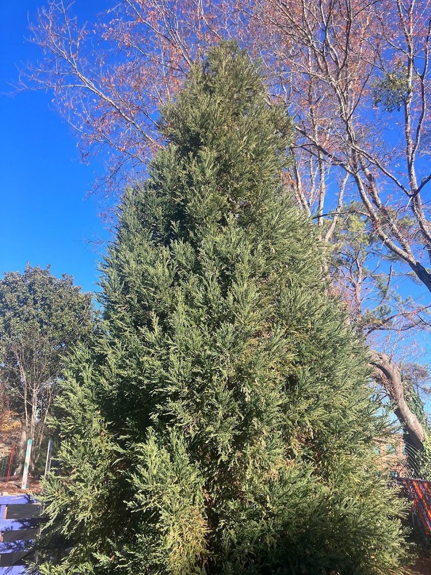 Cryptomeria japonica 'Al's Blue'