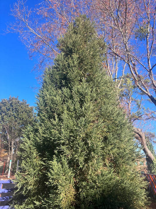 Cryptomeria japonica 'Al's Blue'