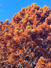 Taxodium distichum 'Jim's Little Guy''