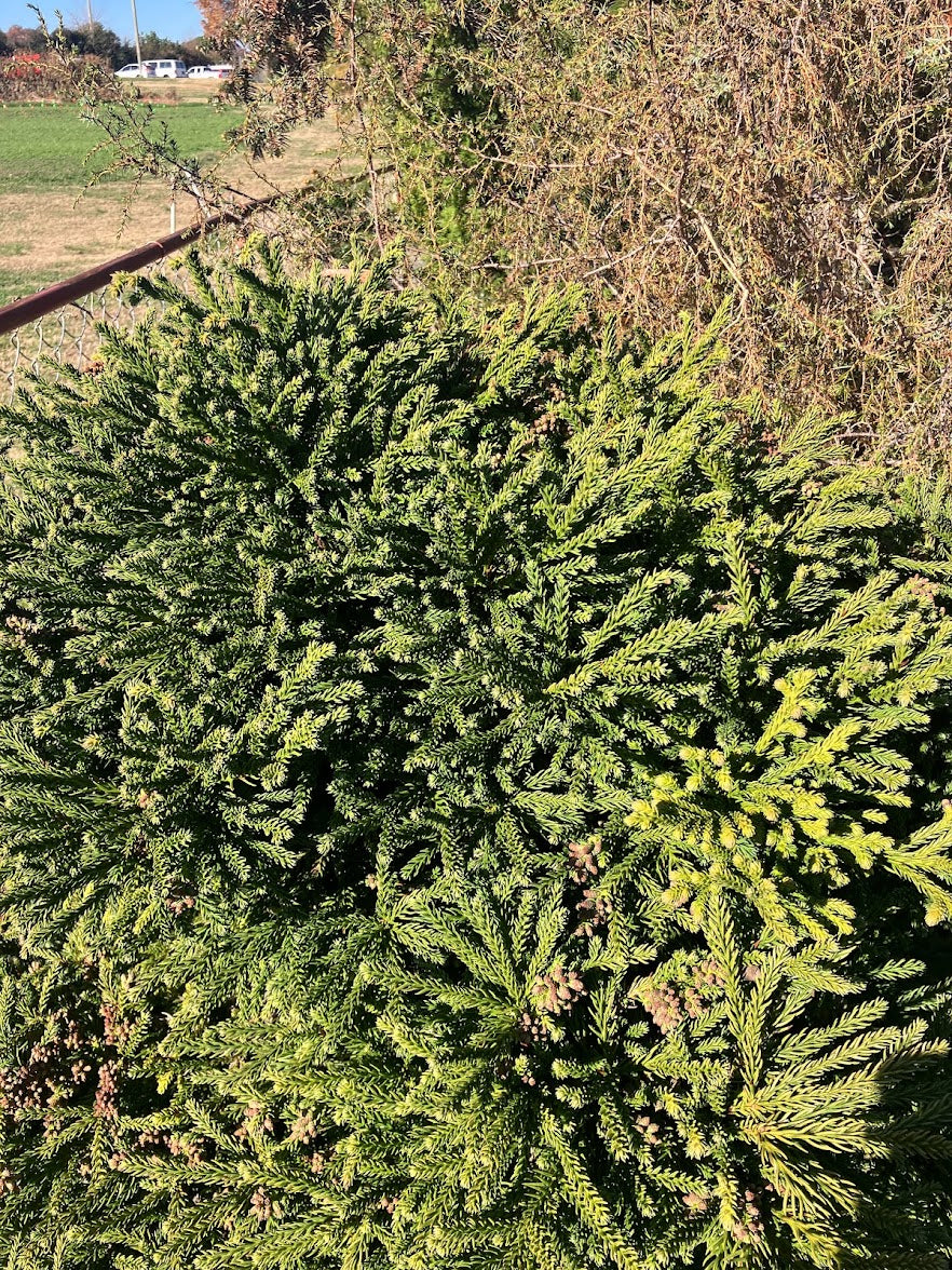 Cryptomeria japonica 'Magic Dragon'