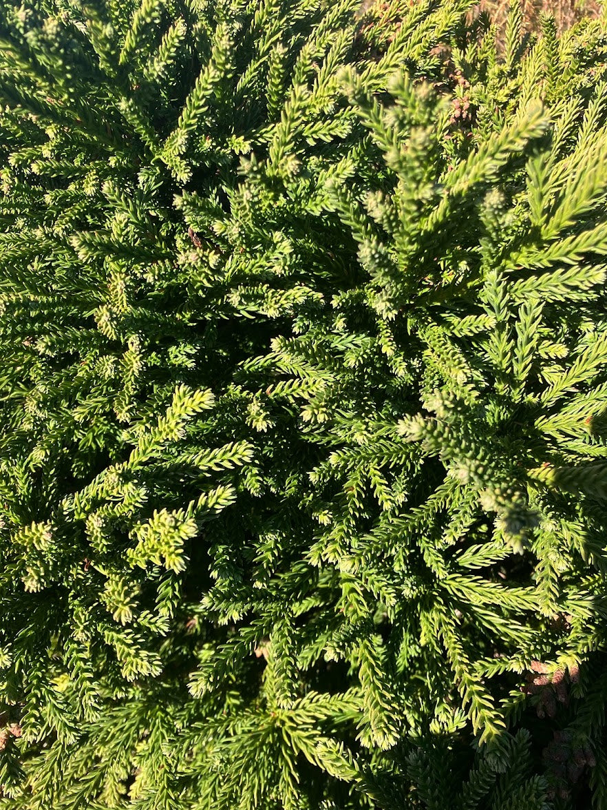 Cryptomeria japonica 'Magic Dragon'