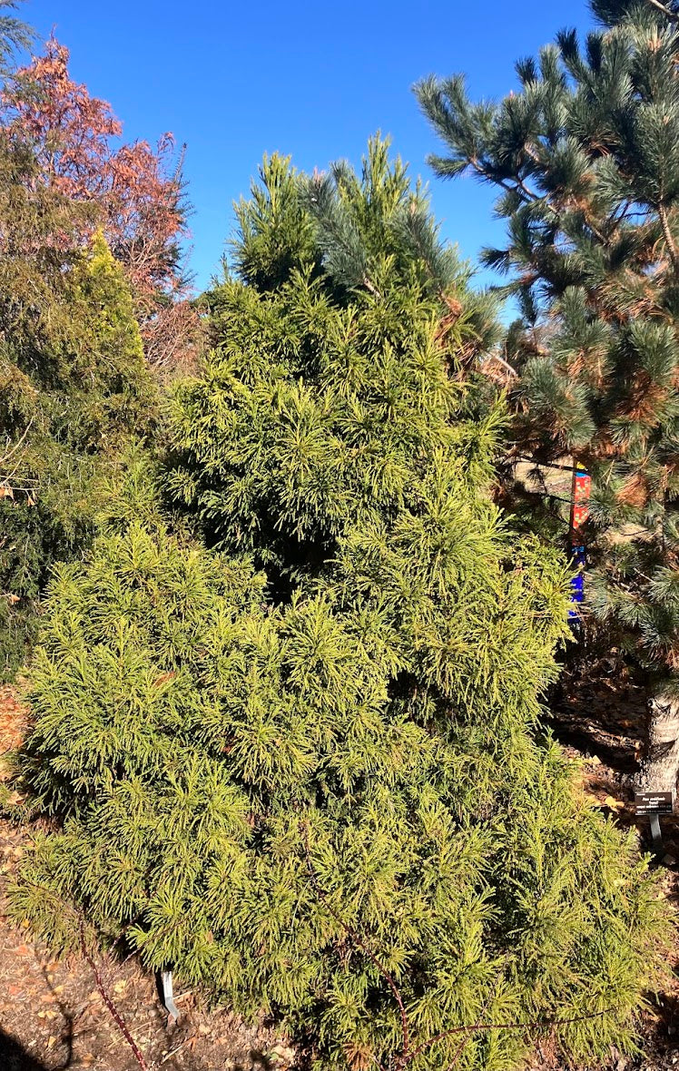 Cryptomeria japonica 'Butterball'