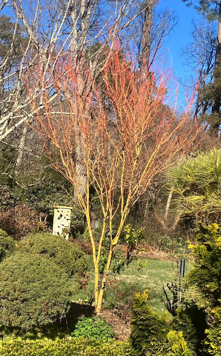 Acer palmatum 'Bihou' Rare Yellow Coral Bark Japanese Maple