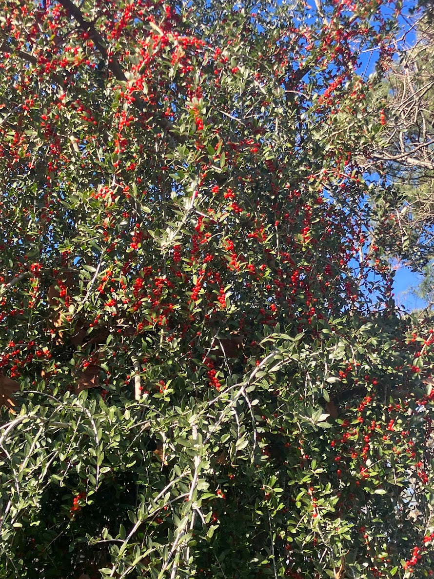 Ilex vomitoria 'Pendula'
