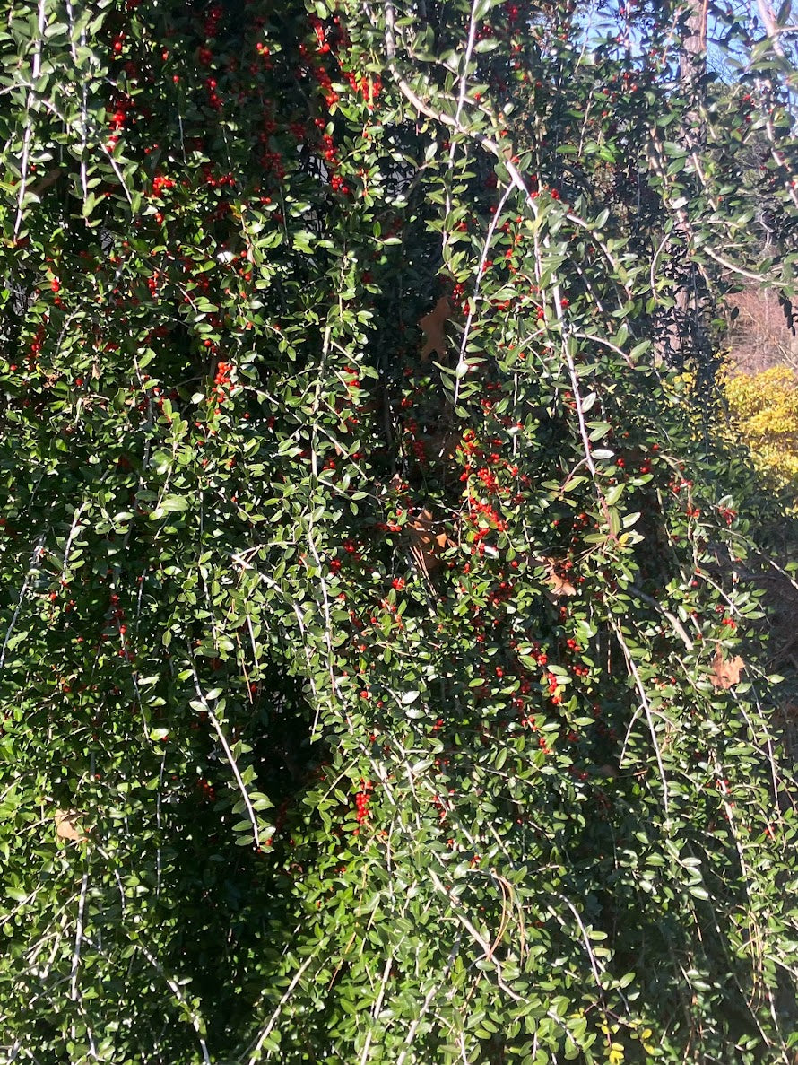 Ilex vomitoria 'Pendula'