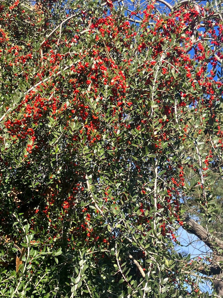 Ilex vomitoria 'Pendula'
