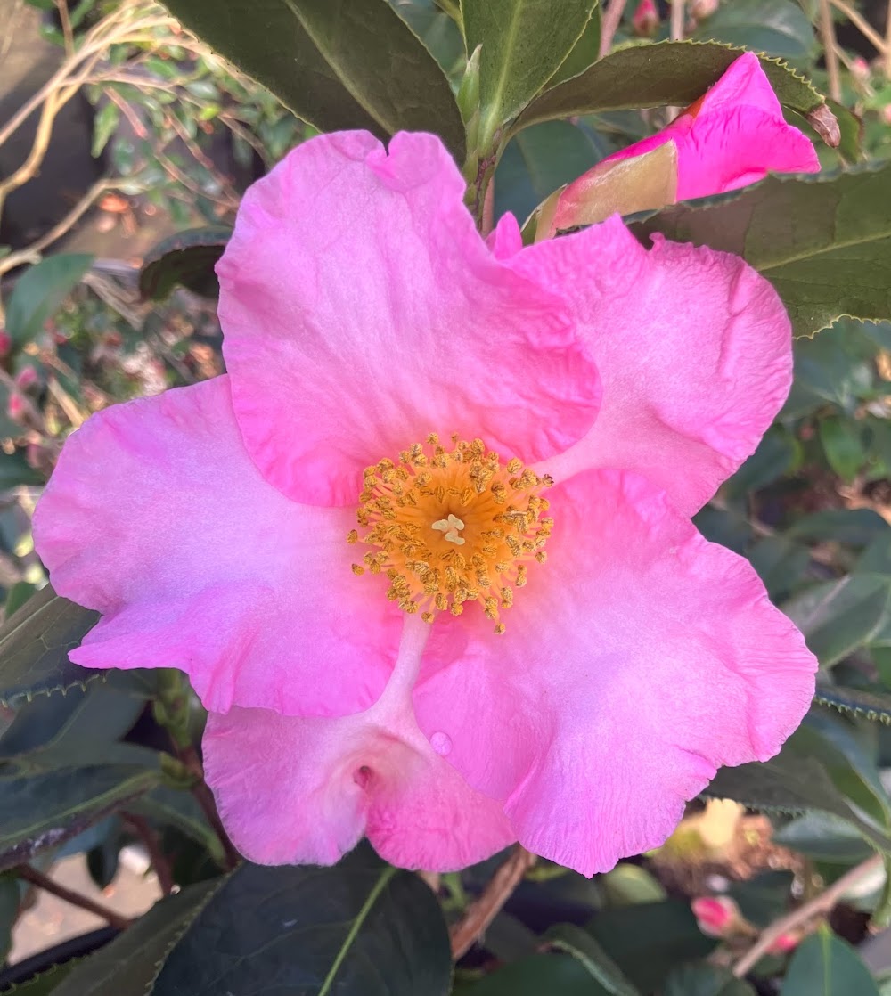 Camellia magniflora