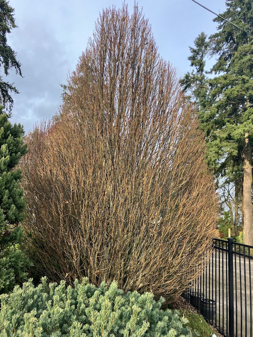 Carpinus betulus 'Nana'