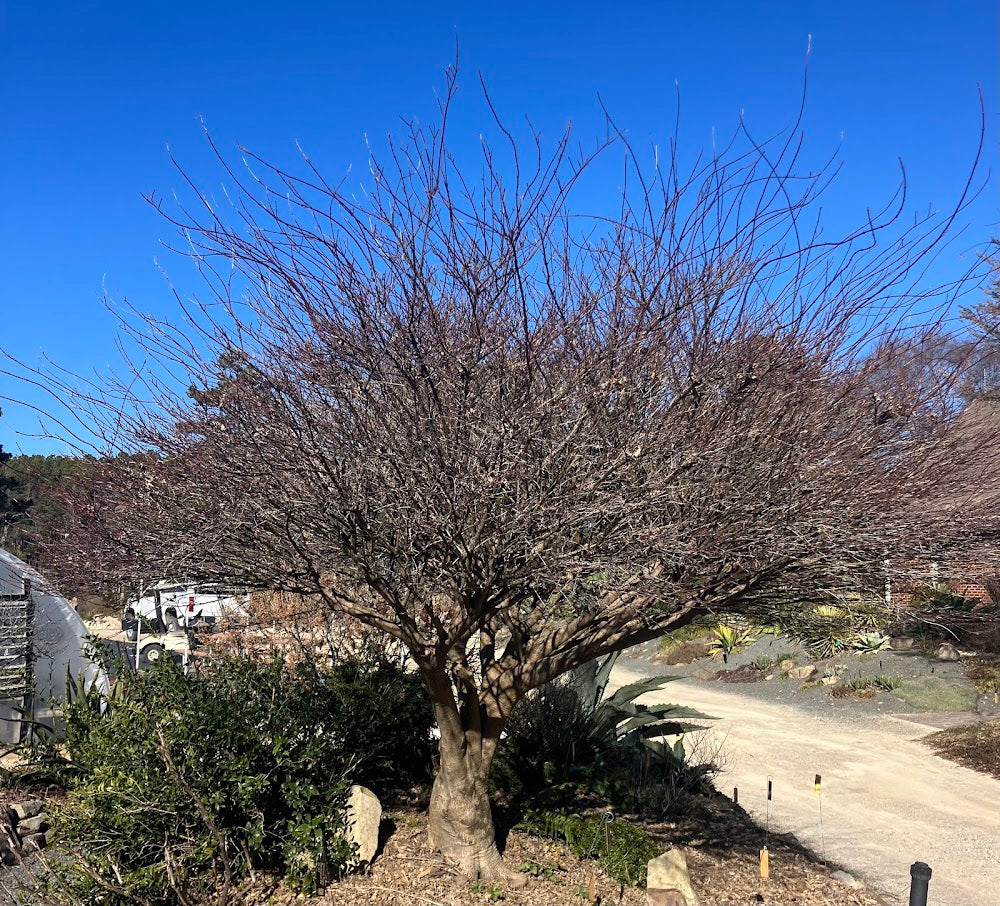 Acer palmatum 'Kashima'
