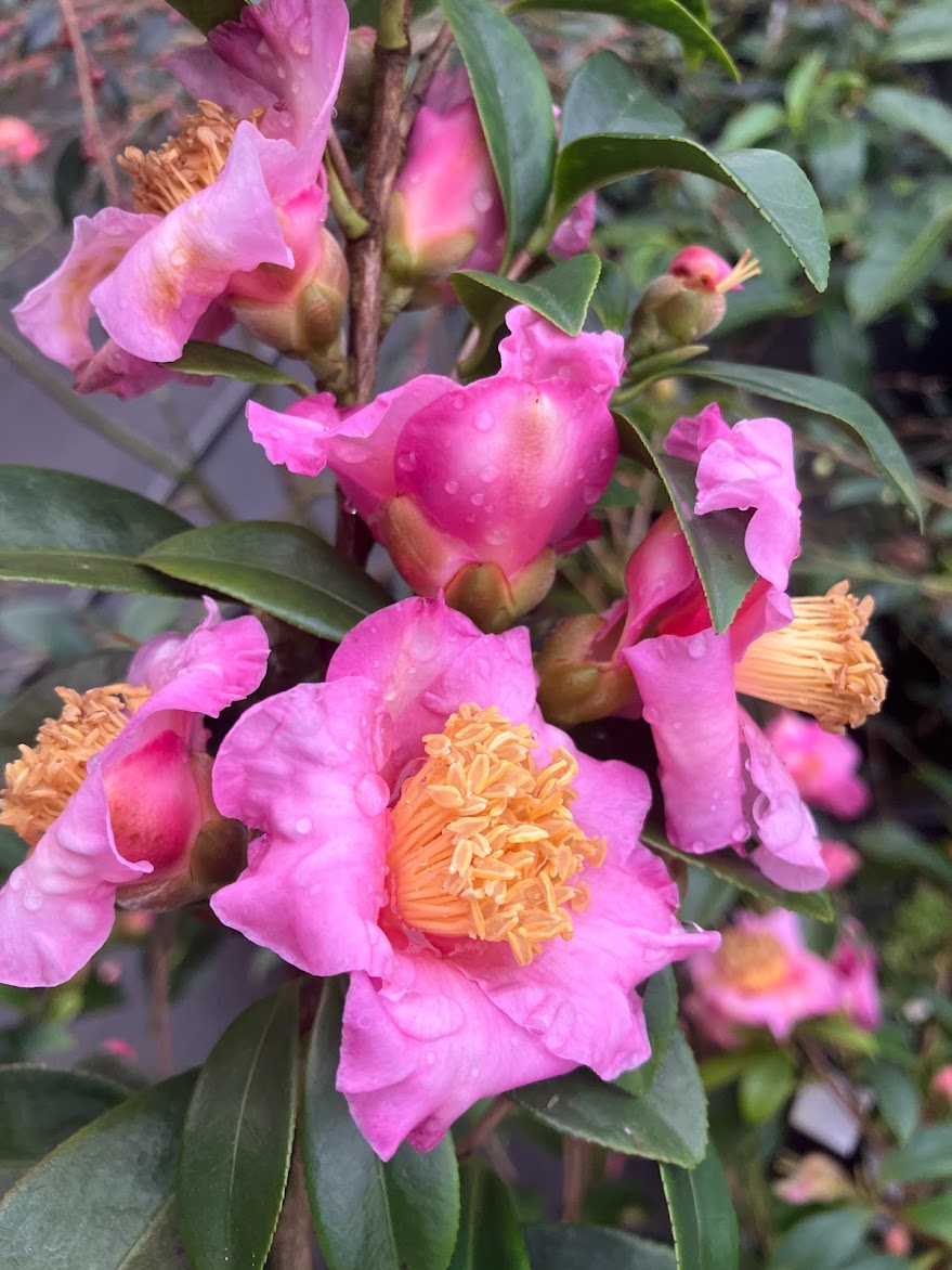 Camellia x 'Xinzi' RARE