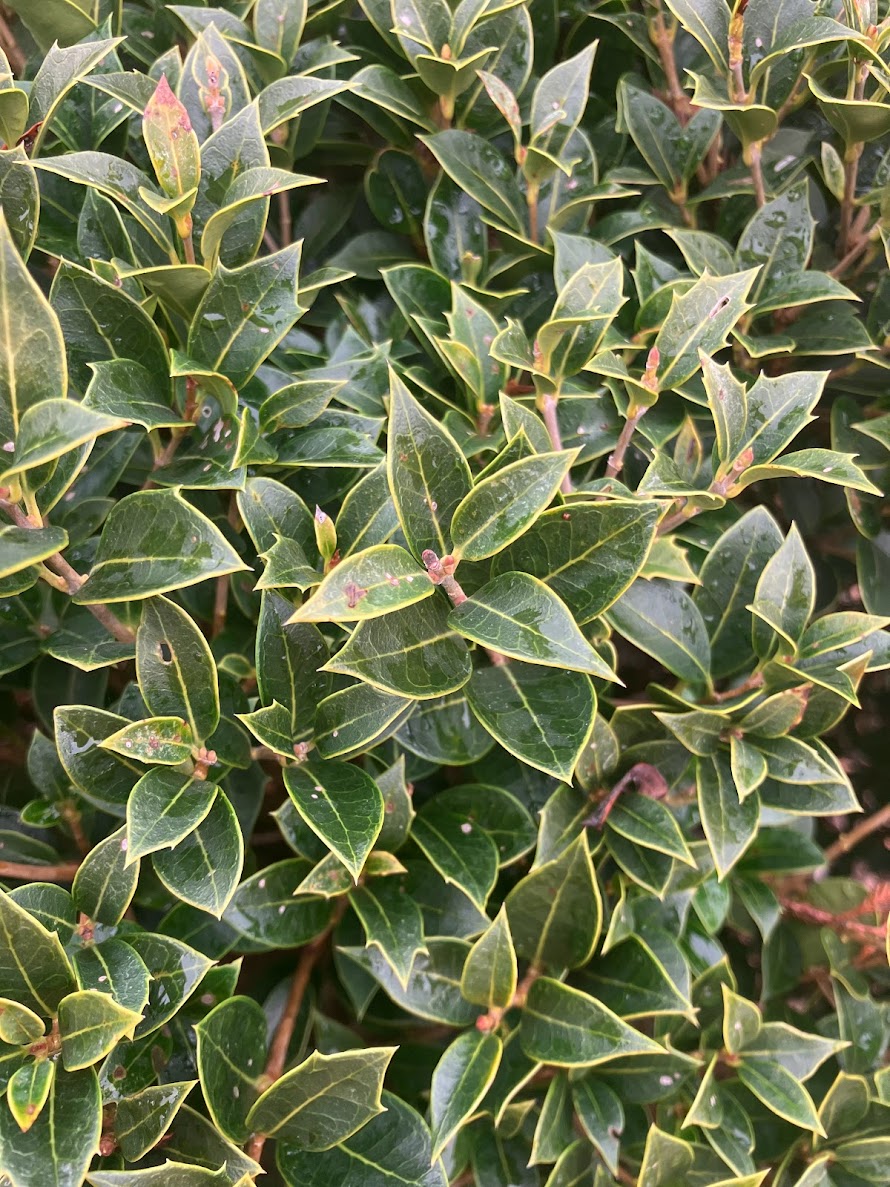 Osmanthus heterophyllus 'Fastigiata' (East Coast Form)