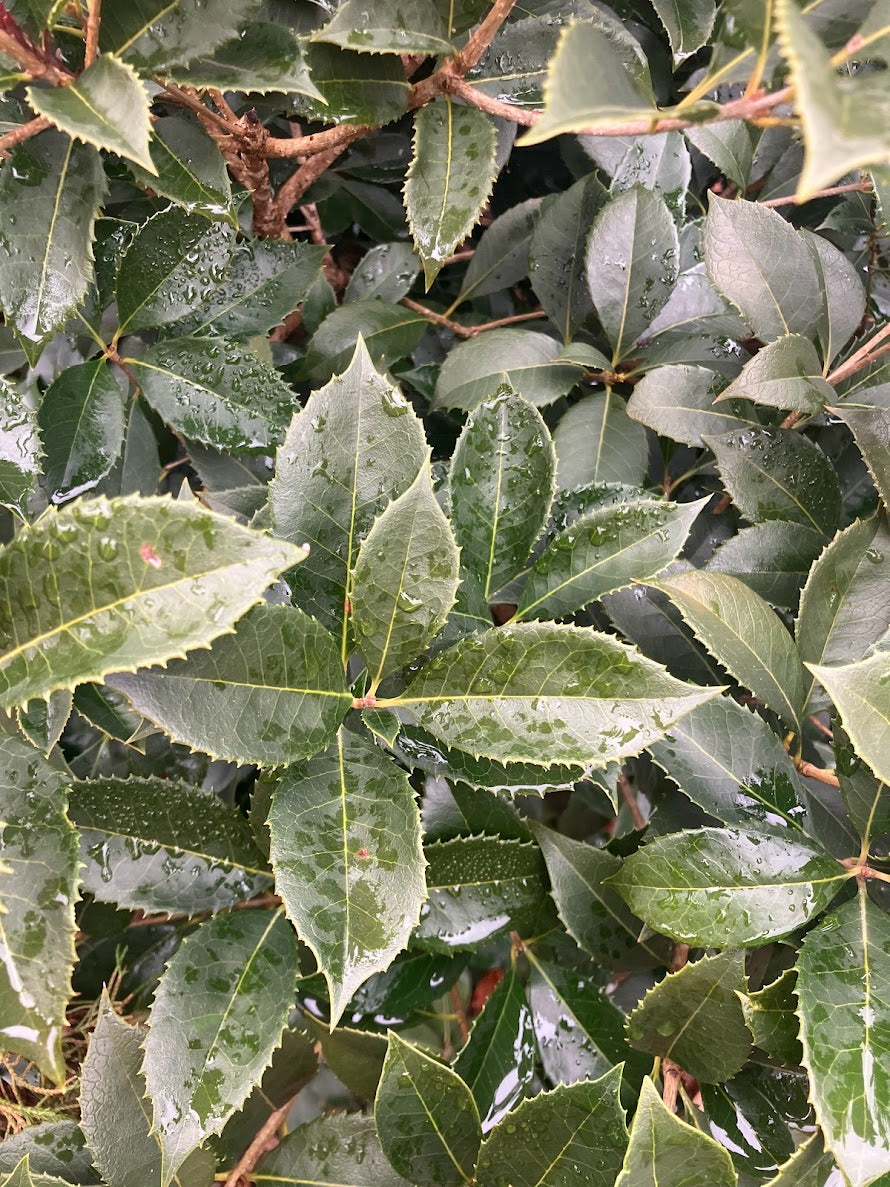 Osmanthus heterophyllus 'Fastigiata' (East Coast Form)