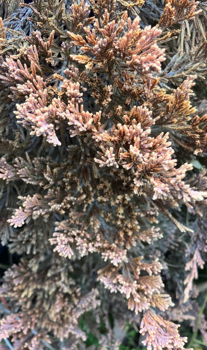 Juniperus horizontalis 'Copper Harbor'