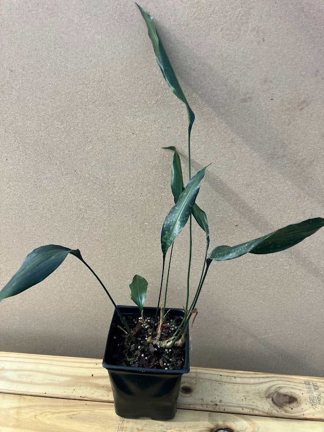 Aspidistra typica 'Old Glory'