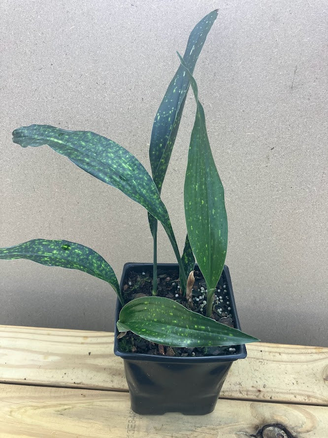 Aspidistra vietnamensis 'Seiun'
