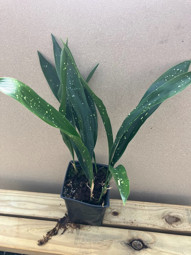 Aspidistra oblanceifolia 'Nagoya Stars'